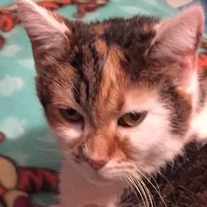 Meet your Posher, Joyce